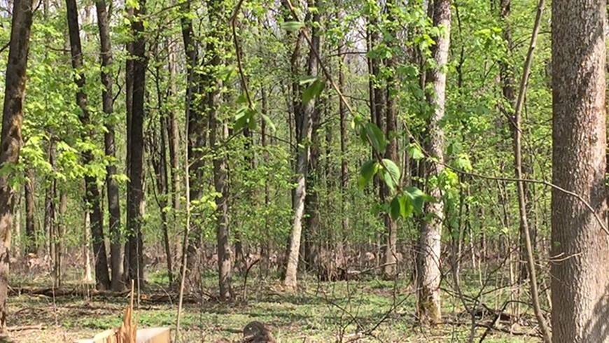 Release of deer
