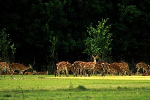 eko-park-popivka2
