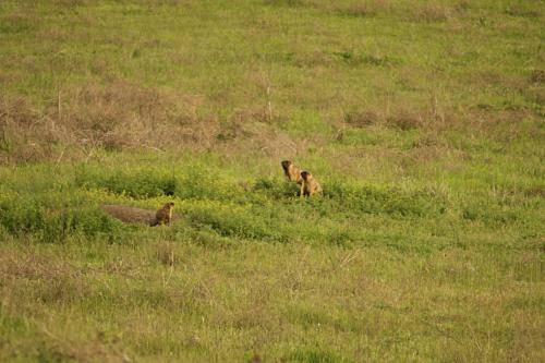 ohota-fotogalereya25