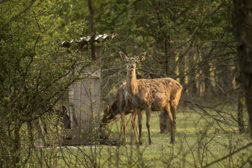 ohota-fotogalereya8
